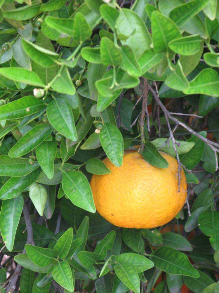            Fruit (Riverside, CA)   